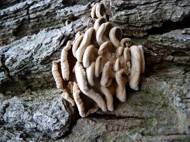 Is dit een waaiertje?